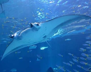 マンタ、５年で成魚　長期観察で世界初立証　美ら海水族館