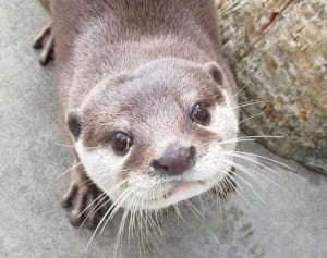 “嫁入り"仲むつまじく　マリンパークのコツメカワウソ