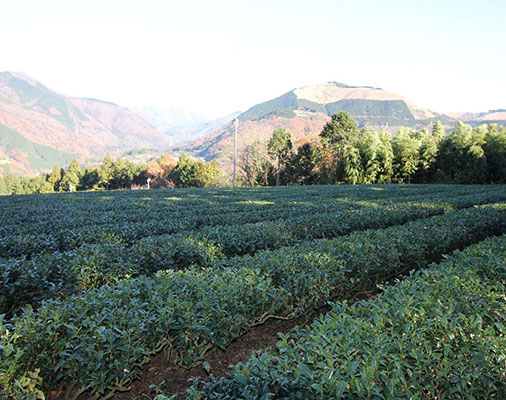 自分の畑で一番茶を　足柄茶オーナー制度　山北