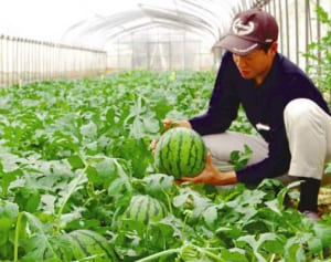 出荷待つ冬スイカ　農家が玉直し　今帰仁