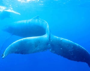 ザトウクジラ　親子で港湾内悠々　渡嘉敷