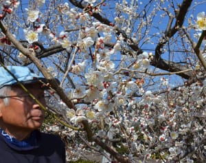 古民家＋梅　伊勢原で見ごろ