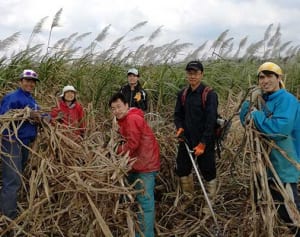 サトウキビ刈り、県外若者活躍　伊是名「ボラバイト」で2週間　村内行事も積極参加