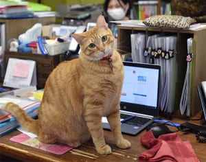 にゃんこ部長大忙し　客招く癒やしの存在　浦添市とまとハウジング