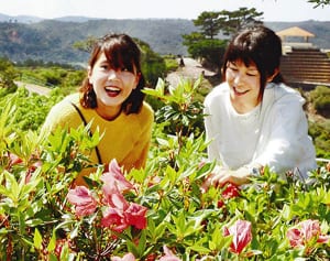 ツツジ鮮やか　東村　祭りきょう開幕