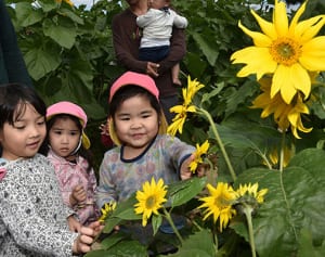 ヒマワリの迷路楽しむ　福島から種、被災地と絆　平和祈念公園