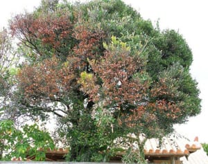 クルチの木、延焼を阻止　樹齢100年　火災から文化財守る