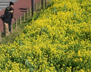 花畑染める黄色　三浦市・城ケ島で菜の花が見頃