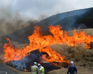春告げる炎　箱根の「仙石原すすき草原」で山焼き