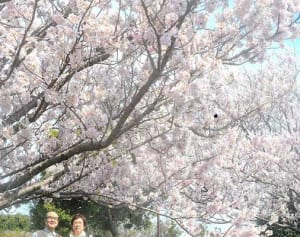 早咲き満開、笑顔も開花　蟹ケ谷公園・綾瀬