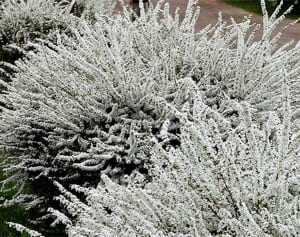 「ユキヤナギ・ロード」華やぐ　川崎・多摩川河川敷