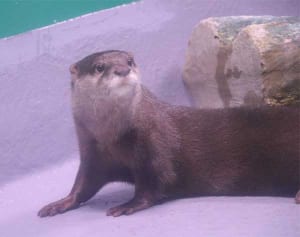 コツメカワウソ仲間入りに歓声　箱根