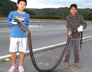 体長3メートル　オナガウツボ現る　小学生2人捕獲　名護市大浦湾