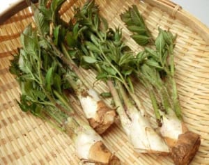 春の山菜「うど」の食べ方…美肌＆ダイエット効果にも期待