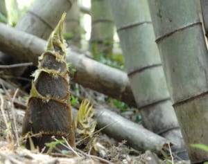 春の山菜「たけのこ」の食べ方…生活習慣病の予防にピッタリ