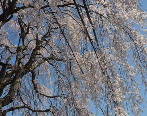 バス停包み込むしだれ桜　相模原・緑区