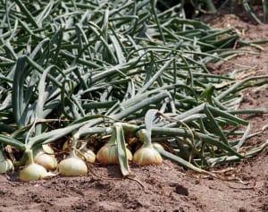 あらゆる生活習慣病に効果の期待大！「新玉ねぎ」のスゴさ
