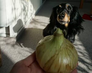 犬には絶対NG！なんで涙が出る？「玉ねぎ」トリビア
