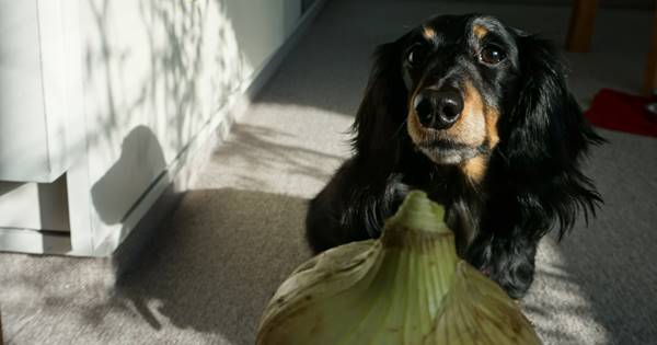 犬には絶対ng なんで涙が出る 玉ねぎ トリビア 女性自身