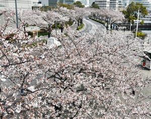横浜でも桜満開　みなとみらいをソメイヨシノ彩る