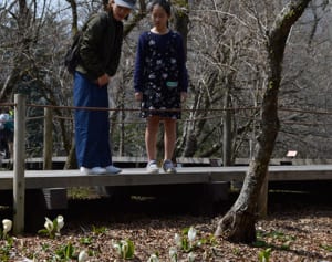 「春の訪れを感じて」　箱根でミズバショウが見ごろ