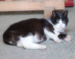 バレンタインジャンボ 1等3億円当せん呼んだ「天国の福ねこ」