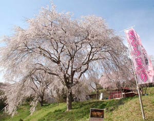 春らんまん、咲き誇る　ライトアップも