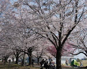 さむかわ中央公園の桜並木　30日からライトアップ