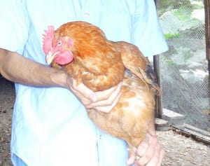 「うまみが強く、肉質が良い」　“久米島赤鶏”が評判　飼料に酒粕