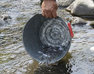 アユ解禁前に6万匹放流　小田原と箱根を流れる早川