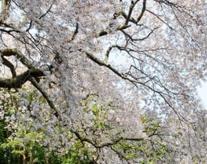 樹齢400年の大山桜　伊勢原