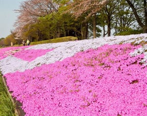 「芝ざくらライン」見ごろ　相模原