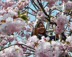 一気に開花、収穫急げ　全国1位の食用八重桜　助っ人確保に苦労　秦野の農家