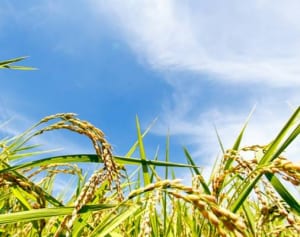 「青天の霹靂」は収穫量3倍！　キラキラネーム米急増の理由