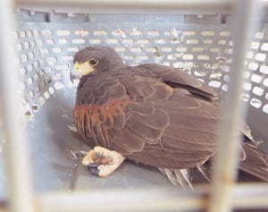 迷子タカ、飼い主へ　相模原