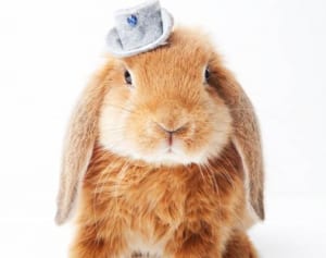 「うさぎは正義」漫画家＆FPが贈る“願いがかなう”生活習慣