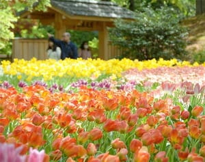 春風に揺れる16万本　横浜公園でチューリップ見ごろ