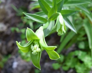 これは不思議!? 緑色のユリ　葉と区別つく？