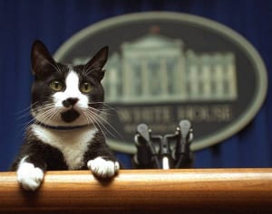 権力者もメロメロ、大統領選にも立候補！ねこが目論む「世界征服」