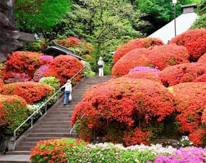 赤々とツツジ満開　川崎・等覚院