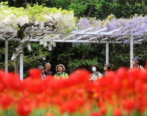 2色に染まる藤棚　大和で見ごろ