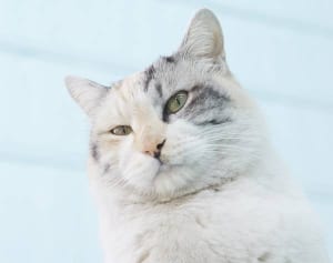 好きになっちゃうと抜け出せない！「ねこ依存症」の生物的根拠