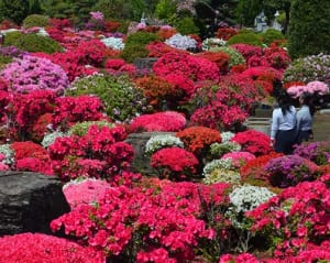 ツツジとボタン競演　伊勢原で公開
