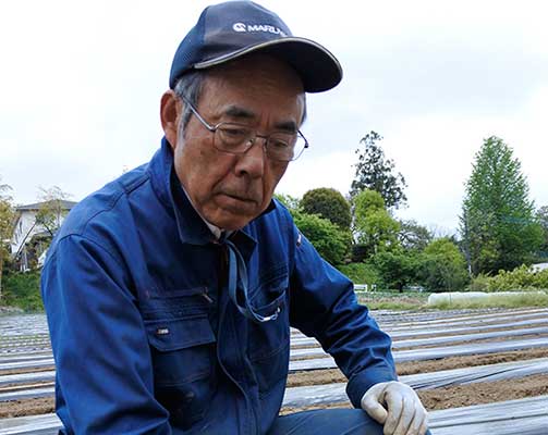 新栽培のアスパラ、新たな特産品に　川崎で初出荷ピーク