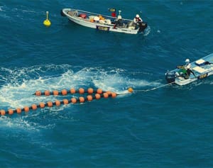 ジュゴン食み跡なし　新基地工事後の辺野古沖