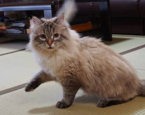 秋田とロシアの“懸け橋ねこ”に！県知事が語るミールくんのいま