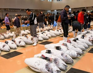 低温卸売市場で初取引　三崎漁港、日本初の冷凍マグロ専用