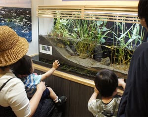 消えた相模川の生き物展　相模原・ふれあい科学館で7月8日まで
