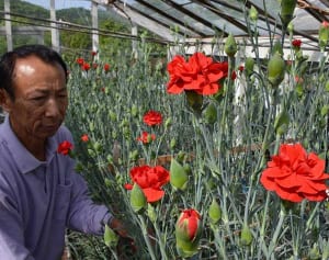 カーネーション出荷、秦野でピーク