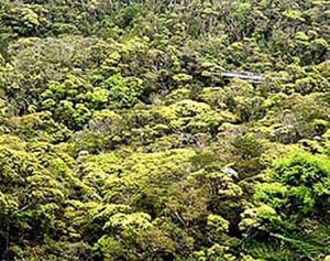 課題避けたツケ　北部訓練場 対応遅れ　世界遺産登録延期　やんばる、政治に翻弄